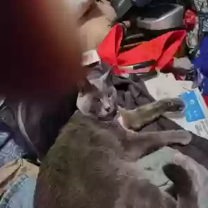 lost female cat little kitty