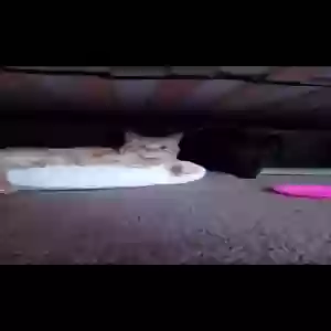 lost male cat milo