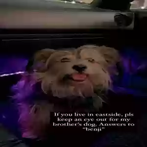 lost male dog benji