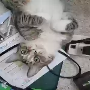 lost female cat bowser