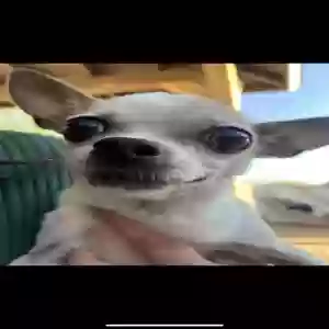 lost female dog muñeca