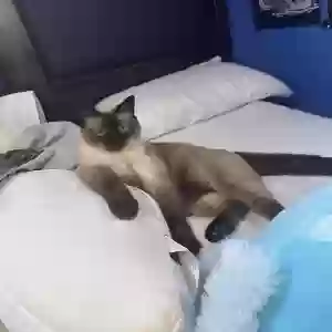 lost female cat misi