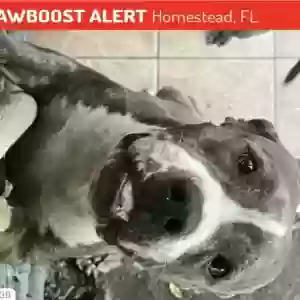 lost female dog unknown