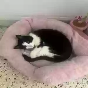 lost female cat tulip