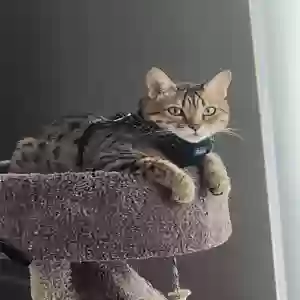 lost female cat kona