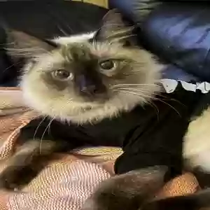 lost male cat mochi