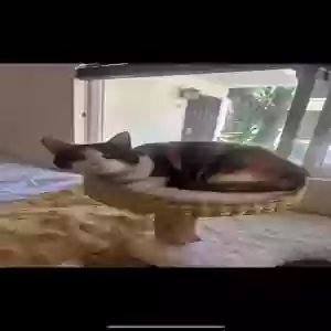 lost female cat chardonnay