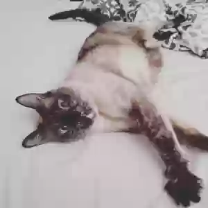 lost female cat jewels
