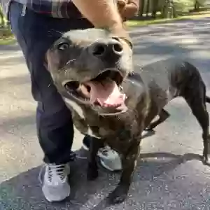 found male dog unknown