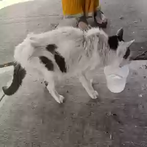 found unknown cat unknown