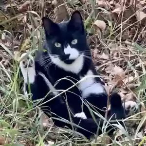 lost male cat puma