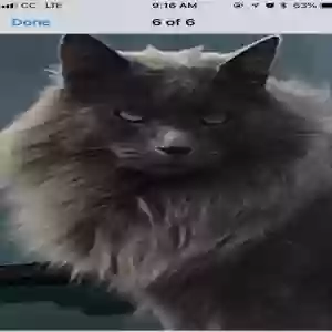 lost male cat mr e