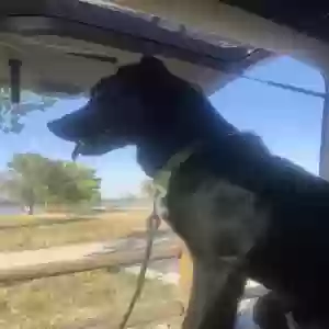 lost male dog loki