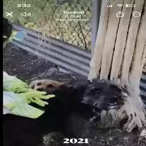 lost female dog mavis