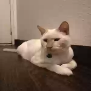 lost male cat coco