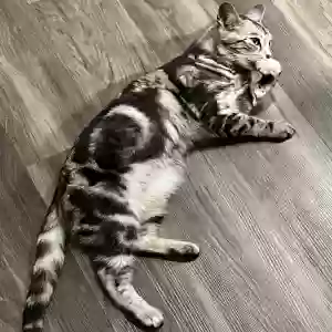 lost female cat moonlight