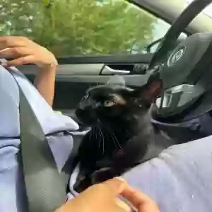 lost female cat kitty cat