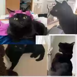 lost female cat unknown