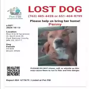 lost female dog unknown