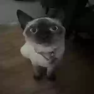 lost female cat xochitl