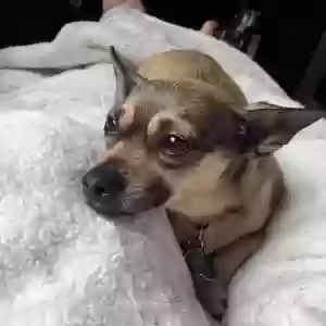 lost male dog benny