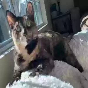 lost female cat nala