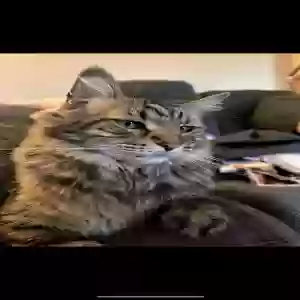 lost male cat loki