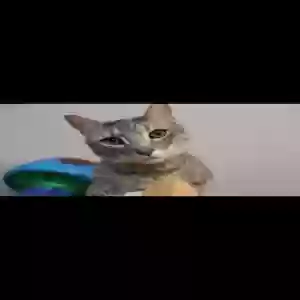 lost male cat charlie