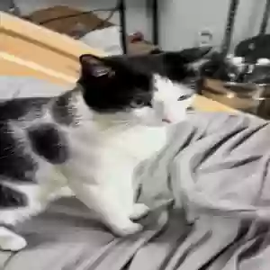 lost unknown cat kitty