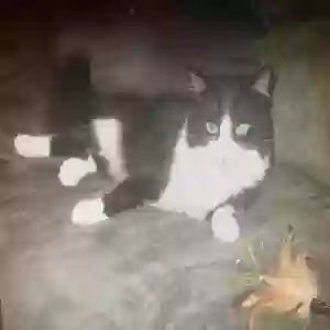 lost male cat titan
