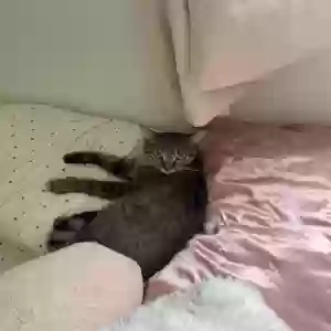 lost female cat cookie
