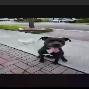 lost male dog kratos