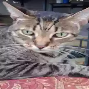 lost male cat lui