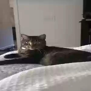lost male cat mr bean