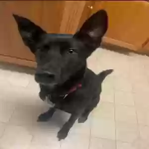lost male dog red