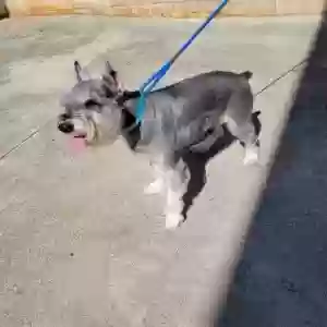 lost male dog beamer