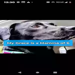 lost female dog grace