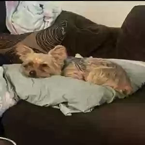 lost male dog bentley