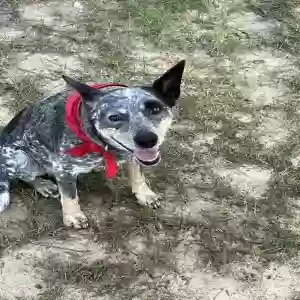 lost female dog opha
