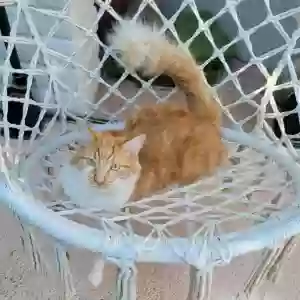 lost male cat london