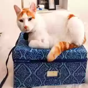 lost male cat cheeto