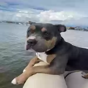 lost male dog unknown