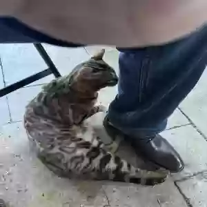 lost male cat saint