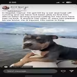 found male dog king