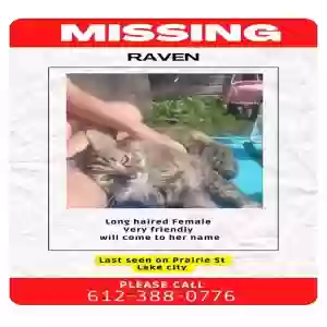 lost female cat raven