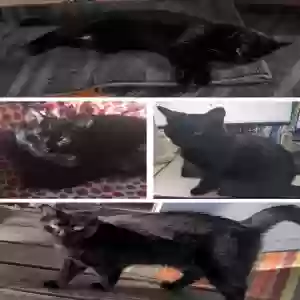lost female cat lumas