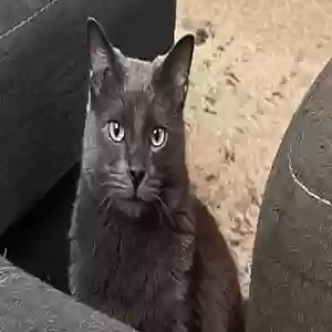 lost male cat hedwig