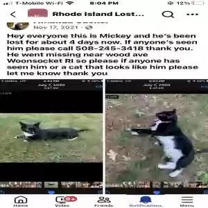 lost male cat mickey