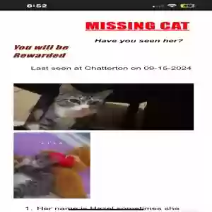 lost female cat hazel