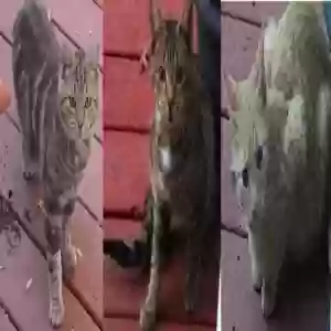 found unknown cat found pet